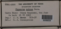 Physarum nutans image